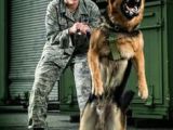 Drawing Of A Police Dog 157 Best Military Police K9 Images Military Dogs Military Working