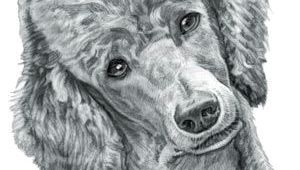 Drawing Of A Poodle Dog Poodle Dog Dog Drawings and Pictures Poodle Dogs Dog Names