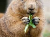 Drawing Of A Prairie Dog 337 Best Prairie Dogs Images Adorable Animals Rodents Cutest Animals