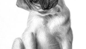 Drawing Of A Pug Dog Animal Art Dog Pencil Drawings Art Pinterest Pug Perros