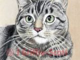 Drawing Of A Real Cat 2291 Best Cat Drawings Images Cat Art Drawings Cat Illustrations