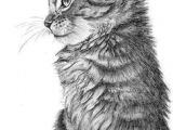 Drawing Of A Real Cat 41 Best Cute Cat Drawing Images Crazy Cat Lady Kittens Animaux