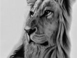 Drawing Of A Real Cat Realistic Drawings Of Animals 42 Incredibly Realistic and Adorable