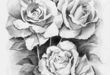 Drawing Of A Real Rose 61 Best Art Pencil Drawings Of Flowers Images Pencil Drawings