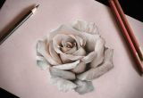 Drawing Of A Real Rose How to Draw A Realistic Rose In Pencil Drawings Drawings Art