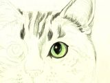 Drawing Of A Realistic Cat Draw A Majestic Cat In Colored Pencil Drawing Pinterest