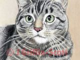 Drawing Of A Realistic Cat How to Draw A Cat In Colored Pencil