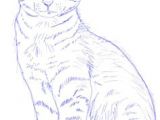 Drawing Of A Realistic Cat How to Draw Cat Step 5 Drawing In 2019 Drawings Cat Drawing Cats