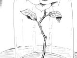 Drawing Of A Rose Beauty and the Beast Beauty and the Beast Drawings Beauty and the Beast Rose by