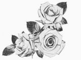 Drawing Of A Rose Black and White 41 Best Black and White Roses Images Pencil Drawings Paintings