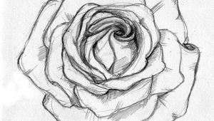 Drawing Of A Rose Simple Rose Sketch Ahmet A Am Illustrator Drawings Rose Sketch Sketches