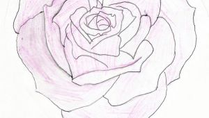 Drawing Of A Rose with A Heart Heart Shaped Rose Drawing Heart Shaped Rose by Feeohnah Art