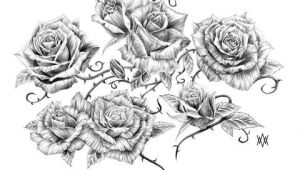 Drawing Of A Rose with Thorns Image Result for Vine and Thorns Drawings Deck Of Cards Tattoos