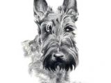 Drawing Of A Scottie Dog 3053 Best All Things Scottie Except Live Scotties Images In 2019