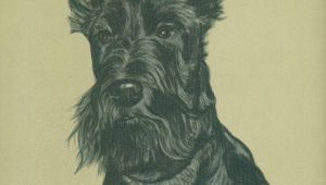 Drawing Of A Scottie Dog Gladys Emmerson Cook Scottish Terriers A Pinterest Scottish