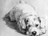 Drawing Of A Scottie Dog Scottie Dog Cecil Aldin Etchings Oils and Watercolours Robert