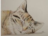 Drawing Of A Sleeping Cat Watercolour and Pencil Sleeping Tabby Kitty Cat by Elh Artistry