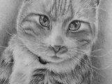 Drawing Of A Small Cat Custom Cat Drawing Custom Pet Portraits Lovely Animal Art Pet