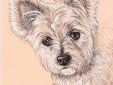 Drawing Of A Small Cat Lisa Creative Lab Custom Pet Portrait From Photo Dog Portrait