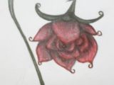 Drawing Of A Wilting Rose Abstract Rose A Wilted Rose Rose Drawings Wilted Rose