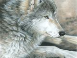 Drawing Of A Wolf Dog Colored Pencil Drawing Of A Wolf This is Magnificent Ink