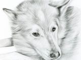 Drawing Of A Wolf Dog Custom Pencil Cat Sketch Size 4 X 4 or 5 X 5 Pet Portrait Cat