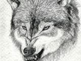 Drawing Of A Wolf Dog How to Draw A Growling Wolf Step 15 Art Drawings Wolf Drawing