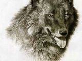 Drawing Of A Wolf Dog Wildlife Art Prints Plus original Paintings with A Wide Selection