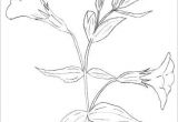 Drawing Of All Flowers Bunch Of Flowers Drawing Easy How to Draw Clover Blossoms A Flower