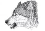 Drawing Of An Angry Wolf An Angry Wolf Scar From My Books Art by Kawzar Of Deviant Art