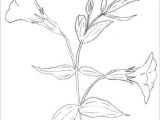 Drawing Of Clover Flower Bunch Of Flowers Drawing Easy How to Draw Clover Blossoms A Flower