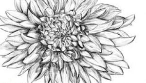 Drawing Of Dahlia Flower 43 Best Inked Images In 2019 Drawings Dahlia Flower Tattoos