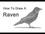Drawing Of Dirty Hands How to Draw A Raven or Crow More Dirty Hands Pinterest Crows