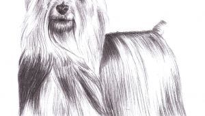 Drawing Of Dog Standing Up 9 5 Aud Silky Terrier Dog Standing Pet Pencil Art Signed A4
