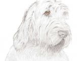 Drawing Of Dog with Name Lola by Pam Rundle Spinone Drawings Art Art Drawings