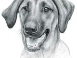 Drawing Of Dog with Name Redbone Coonhound Dog Drawings Redbone Coonhound Dogs Dog