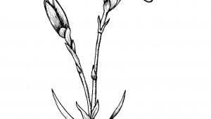 Drawing Of Edelweiss Flower Awesome Pencil Drawings Of Flowers and Vines Www Pantry Magic Com