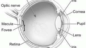 Drawing Of Eye Diagram Diagram Of the Eye National Eye Institute