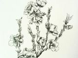 Drawing Of Flower Bud Nectarine Blossoms Lots Of Flower Buds at the Moment Hoping for A