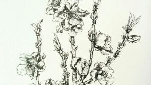 Drawing Of Flower Bud Nectarine Blossoms Lots Of Flower Buds at the Moment Hoping for A