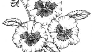 Drawing Of Flower Growing How to Create and Draw A Planting Plan You Can Use for Your Own