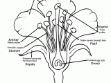 Drawing Of Flower Parts Learn About Plants with Flower Dissection Learning Steam