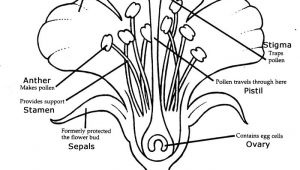 Drawing Of Flower Structure Learn About Plants with Flower Dissection Learning Steam