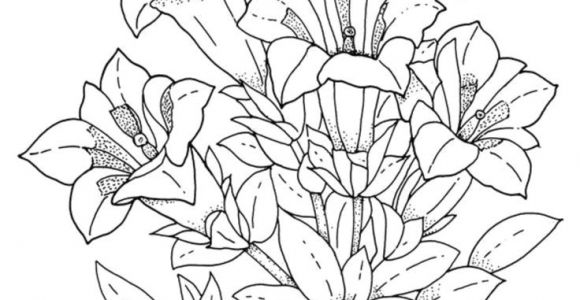 Drawing Of Flowers and Nature Download and Print Realistic Flowers Coloring Pages for the top