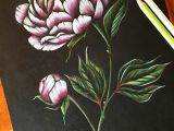 Drawing Of Flowers with Colour Peony Art Peonies Drawing Flower Pencil Art Coloured Pencil