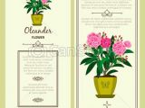 Drawing Of Flowers with Pot Oleander Flower In Pot Banners Oleander Flower In Pot Vector