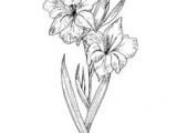 Drawing Of Gladiolus Flower 361 Best My Canvas Images Birth Flower Tattoos Flowers Gladioli