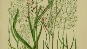 Drawing Of Grass Flowers 193 Best Flowering Plants Grasses Sedges Ferns Images