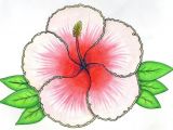 Drawing Of Gumamela Flower Hibiscus Flower Drawing Art
