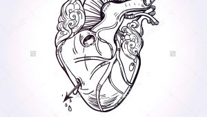Drawing Of Heart and Arrow Sketched Hand Drawn Line Art Beautiful Human Heart with Arrow El